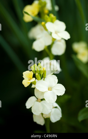 Wegrauke "Elfenbein", Mauerblümchen, in Blüte Stockfoto