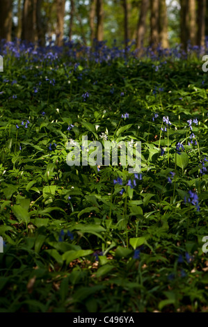 Bärlauch, Allium Ursinum und Glockenblumen, Hyacinthoides non scripta Stockfoto