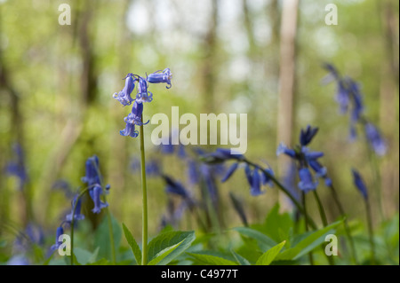 Glockenblumen, Hyacinthoides non scripta Stockfoto