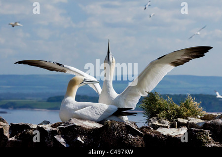 Das Züchten von Basstölpel auf Bass Rock mit East Lothian der schottischen Küste im Hintergrund. Stockfoto