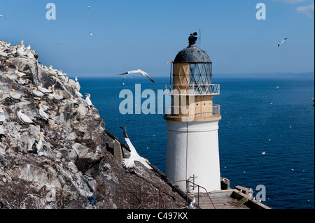 Basstölpel und der Leuchtturm am Bass Rock Stockfoto