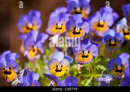 Viola Penny 'Marlies' in Blüte Stockfoto