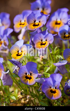 Viola Penny 'Marlies' in Blüte Stockfoto