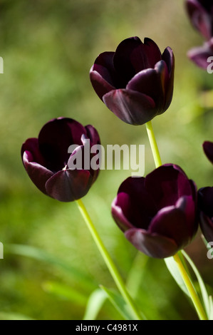 Tulipa "Königin der Nacht", einzelne späten Tulpen, in Blüte Stockfoto