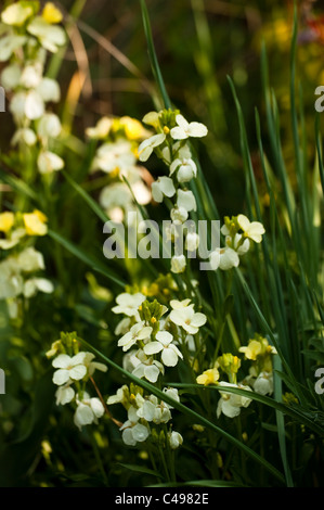 Wegrauke "Elfenbein", Mauerblümchen, in Blüte Stockfoto