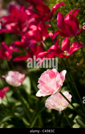 Tulipa 'Angelique' und 'Doll Menuett"in voller Blüte Stockfoto
