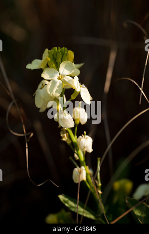 Wegrauke "Elfenbein", Mauerblümchen, in Blüte Stockfoto