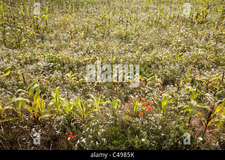 Bereich der wilden Blumen mit Mais in West Wittering Sussex England Stockfoto