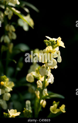 Wegrauke "Elfenbein", Mauerblümchen, in Blüte Stockfoto