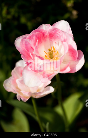 Tulipa 'Angelique' Double späten Tulpen, in voller Blüte Stockfoto