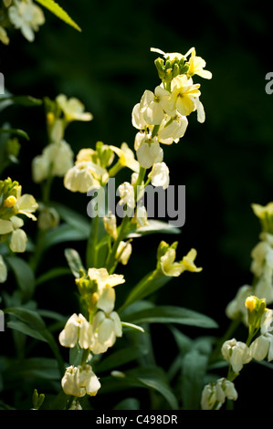 Wegrauke "Elfenbein", Mauerblümchen, in Blüte Stockfoto