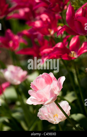 Tulipa 'Angelique' und 'Doll Menuett"in voller Blüte Stockfoto