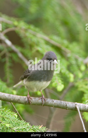 Dunkel-gemustertes Junco hocken in Schierling Baum - vertikal Stockfoto