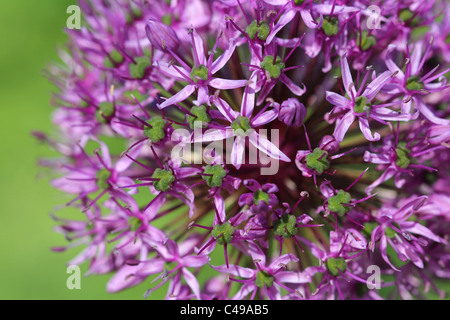 Nahaufnahme von Allium Giganteum auch bekannt als Giant Zwiebel oder Giant Allium Stockfoto