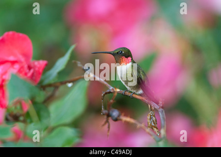 Rubin-throated Kolibri hocken in Ko-Rosen Stockfoto