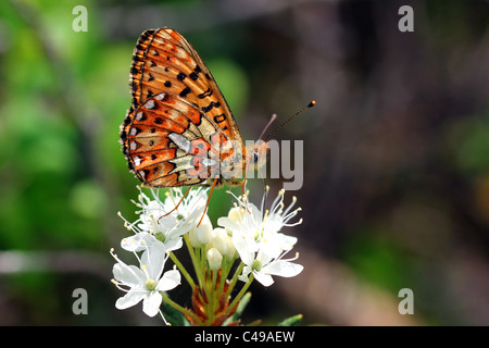 Boloria Euphrosyne, Pearl-Bordered Fritillary auf Rhododendron Hornkraut Stockfoto