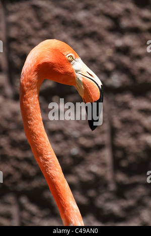 Eine Nahaufnahme von einem Flamingo, Phoenicopterus Ruber, ruht mit seinem Schnabel in seiner Federn begraben. Cape May County Zoo, NJ, USA Stockfoto