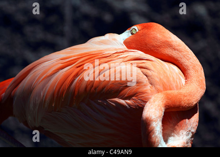 Flamingo, Phoenicopterus Ruber, ruht mit seinem Schnabel in seiner Federn begraben. Cape May County Zoo, NJ, USA Stockfoto