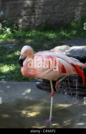 Ein Flamingo, Phoenicopteridae, stehend in einem Teich. Cape May County Zoo, Cape May Courthouse, New Jersey, USA. Stockfoto