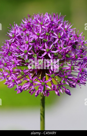 Allium Giganteum, Riesen Zwiebel Stockfoto