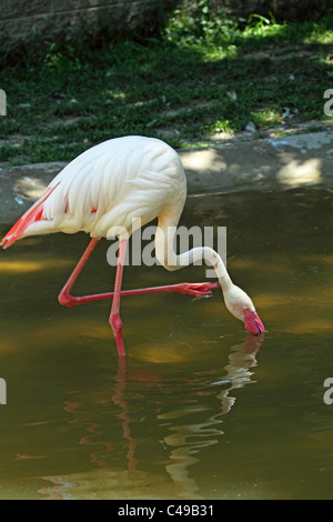 Eine Nahaufnahme von einem Flamingo, Phoenicopteridae, Fütterung in einem Teich. Cape May County Zoo, Cape May Courthouse, New Jersey, USA. Stockfoto