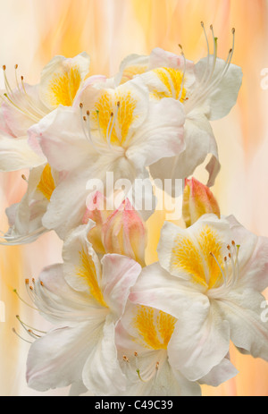 Rhododendron Blumen auf einem ähnlich gefärbten Hintergrund Stockfoto