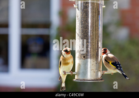 Stieglitz Zuchtjahr Zuchtjahr zwei Erwachsene Fütterung aus Samen Feeder mit Haus im Hintergrund UK Stockfoto