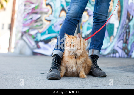 Eine kleine langhaarige orange Katze auf ein Geschirr und Leine sitzen zwischen den Füßen des Besitzers in einer städtischen Umgebung von Los Angeles. Stockfoto