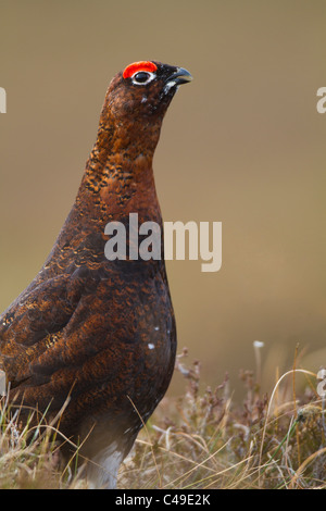 männliche Moorschneehuhn (Lagopus Lagopus Scoticus) Berufung Stockfoto