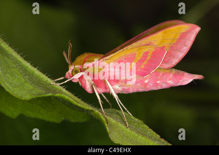 Elefant Hawkmoth (Deilephila Elpenor) ruht auf einem Blatt Stockfoto