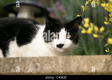 Inländische Katze einzelne Männchen im Garten UK Stockfoto