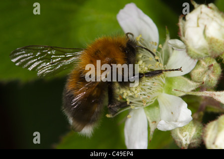 Baum-Biene (Bombus Hypnorum) Fütterung auf Brombeere (Rubus Fruticosus) Blüte Stockfoto