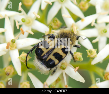 Biene-Käfer (Trichius Fasciatus), Frankreich Stockfoto