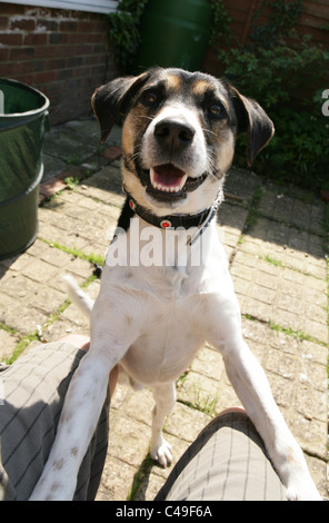 Jack Russell Terrier einzelne Erwachsene springen auf Besitzer Runde UK Stockfoto