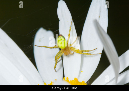 Grüner Orb Weaver Spider oder Gurke Spider (Araniella Cucurbitina), Frankreich Stockfoto