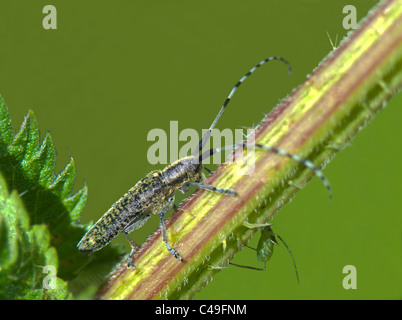 Longhorn Beetle (Agapanthea Villosoviridescens), Frankreich Stockfoto