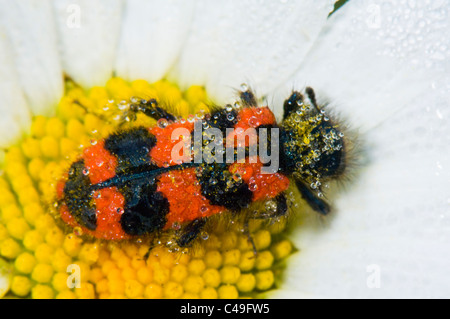 Karierte Bee Käfer (Trichodes Apiarius), Frankreich Stockfoto