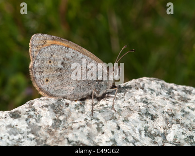 Gemeinsamen Brassy Ringel, Erebia Cassioides, Schmetterling getarnt auf einem Felsen. Stockfoto