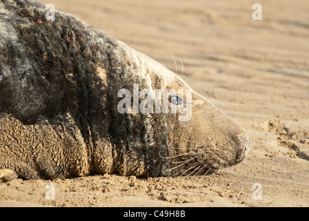 Atlantische graue Bull versiegeln Halichoerus Grypus am Strand Donna Nook Nature Reserve Lincolnshire, Großbritannien Stockfoto