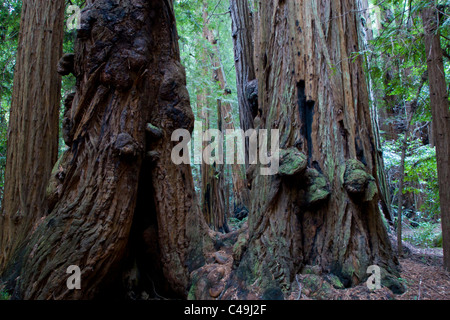 Paar Gesichter in den Redwoods. Stockfoto