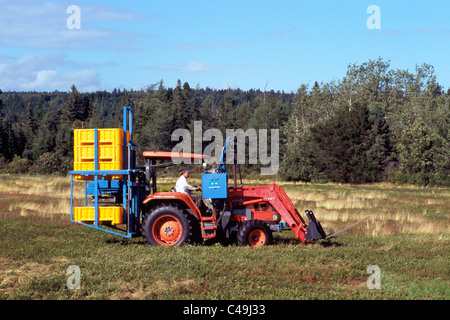 Heidelbeere Landwirt Traktor Ernte wilde Blaubeeren aus kleine Büsche, auf einem Bauernhof in der Nähe von Diligent River, Nova Scotia, Kanada Stockfoto