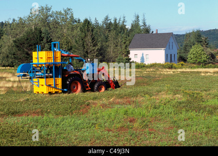 Heidelbeere Harvester Traktor Ernte wilde Blaubeeren aus Büschen in einem Feld auf Bauernhof in der Nähe von Diligent River, Nova Scotia, Kanada Stockfoto