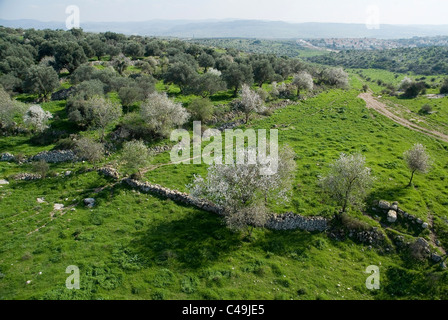 Luftaufnahme des Waldes in den Bergen von Jerusalem Stockfoto
