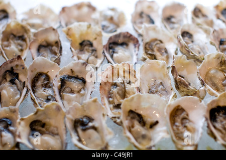 Eine rohe Austern-Bar. Stockfoto