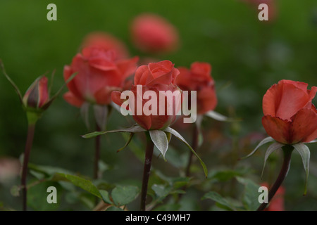 Rosen, rote Rosen, Garten, Rosengarten, Rosengarten Ooty, Gärten von Indien Stockfoto