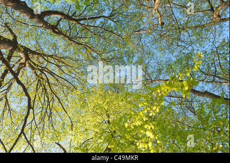 zum Himmel auf der Suche in einem dichten buchen-Wald, Holz im zeitigen Frühjahr bei Sonnenaufgang. Frühlingszeit Stockfoto