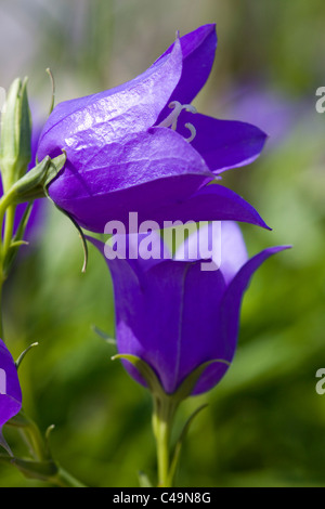 Campanula Persicifolia Pfirsich blättrige Glockenblume flachen DOF Stockfoto