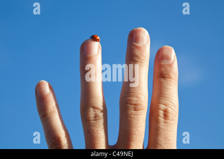 Marienkäfer auf einem gestreckten Finger vor einem blauen Himmel Stockfoto