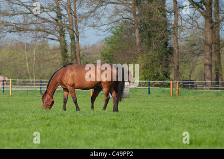 Pferd mit Fohlen auf einer Wiese weiden Stockfoto