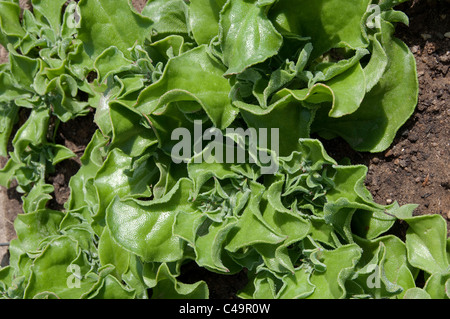 Häufige Eis Pflanze (Mesembryanthemum Crystallinum). Die Blätter sind essbar und waren einst als Salat. Stockfoto